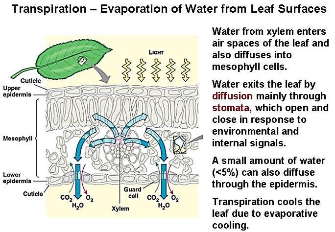 Voda iz ksilema ulazi u mezofilne ćelije (ćel. zidove) odakle isparava u prostore lista.