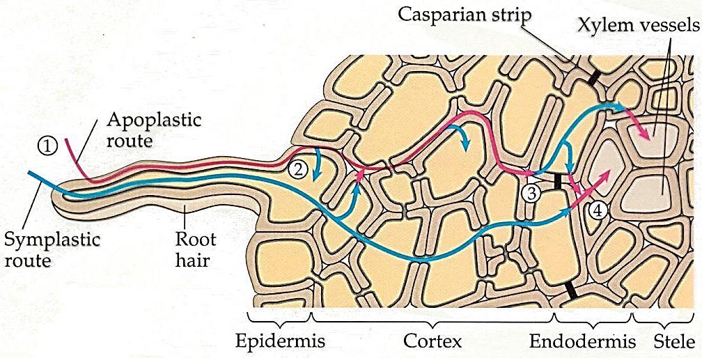 Biljka prima vodu korenom i provodi do centralnog cilindra.