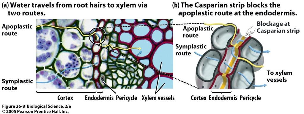 Kretanje supstanci kroz biljku kroz apoplast kroz simplast ksilemom, nošene transpiracionim tokom floemom