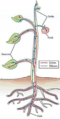TRANSLOKACIJA KROZ KSILEM Transport organskih jedinjenja kroz ksilem se takođe javlja kod mladih biljaka u heterotrofnoj fazi, kada hranljive materije dolaze iz semena ili drugih podzemnih organa.