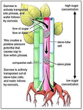 Transport kroz floem definišu: blizina izvora i uvira stadijum razvića (promena glavnih izvora i uvira) razvijenost provodnog sistema plastičnost translokacionih puteva određenih