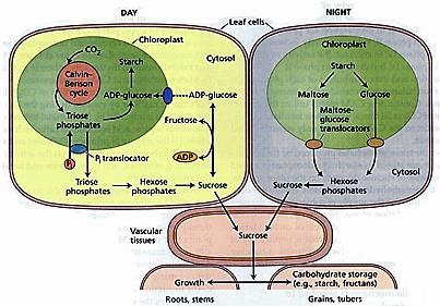 Punjenje floema Triozo fosfat se u citoplazmi mezofilnih ćelija konvertuje u saharozu.