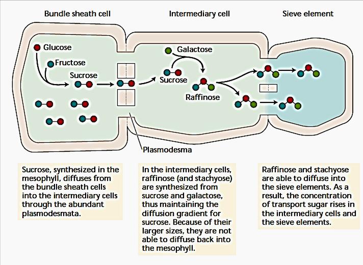 Punjenje floema putem simplasta Smatra se da u intermedijerne ćelije uvek ulazi saharoza.