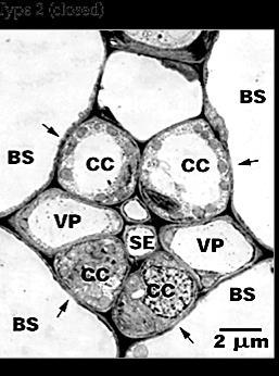 Kod nekih drugih vrsta, naročito drvenastih, ćelije pratilice su transformisane u intermedijerne ćelije.