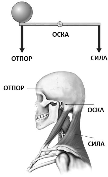 1. Биомеханика 14 Сл. 1.6: Движење и рамнотежа на главата каj човекот како пример за лост од I ред. jадица за рибарење). Тие се лостови од I ред. еднокраки лостови.