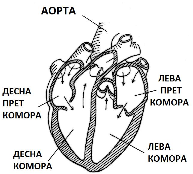 1. Биомеханика 22 Сл. 1.11: Пресек на срцето коj ги опишува левата и десната комора и преткомора каде се врши механичката работа. на телото, движење на нозете, загревање на организмот итн.