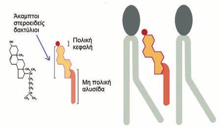 Οι διαμοριακές δυνάμεις που αναπτύσσονται μεταξύ των μορίων της χοληστερόλης και του νερού που βρίσκεται εντός και εκτός κυττάρου συμβάλλει στη ρευστή αλλά συνεκτική δομή της μεμβράνης, και της