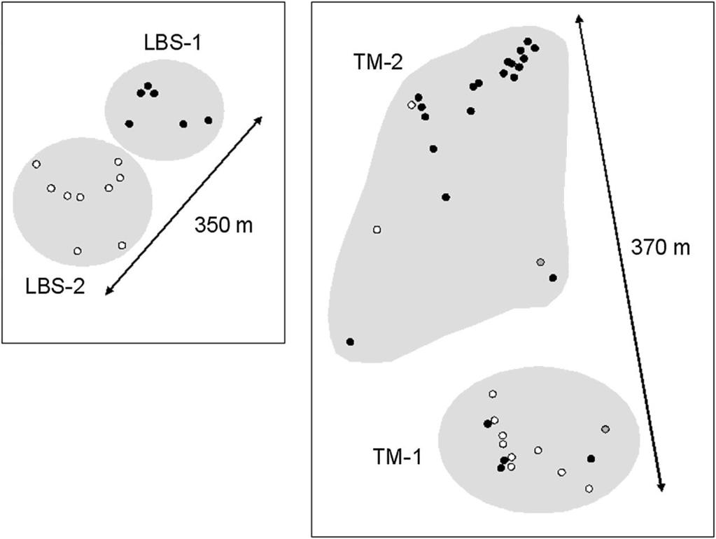 Geographical distribution of individuals within the distinct genetic units detected using Bayesian methods in the LBS and TM populations in the Montseny Mountains.