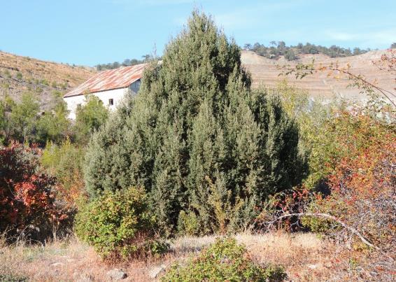 άρκευθου ή αόρατου (Juniperus excels) σε ειδικές