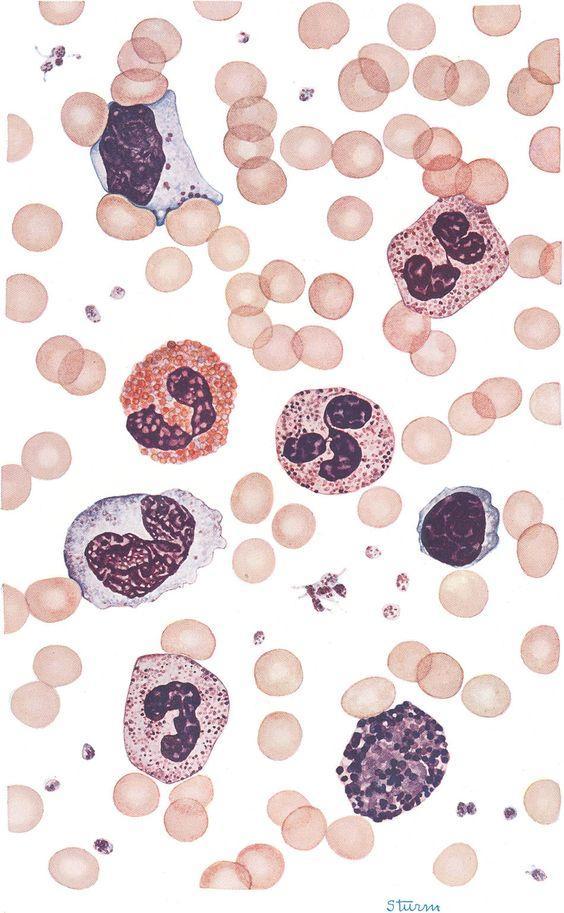 Το αίμα αποτελείται από: Ερυθρά αιμοσφαίρια Λευκά αιμοσφαίρια Ουδετερόφιλα πολυμορφοπύρηνα Ηωσινόφιλα πολυμορφοπύρηνα Βασεόφιλα πολυμορφοπύρηνα