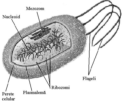 Fig. 1.4. Structura generală a unei celule bacteriene O altă însuşire distinctivă a procariotelor este lipsa organitelor mebranare.