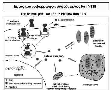 30 Βιβλιογραφία 1. Meerang M et al: Increased urinary 1,N6-ethenodeoxyadenosine and 3,N4-ethenodeoxycytidine excretion in thalassemia patients: markers for lipid peroxidation-induced DNA damage.