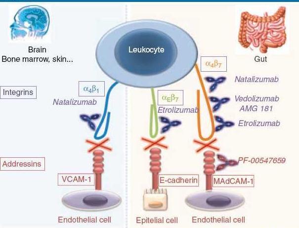 Vedolizumab: μμκμθιςκηθό ακηίζςμα έκακηη α4β7 integrin πμο εθιεθηηθά