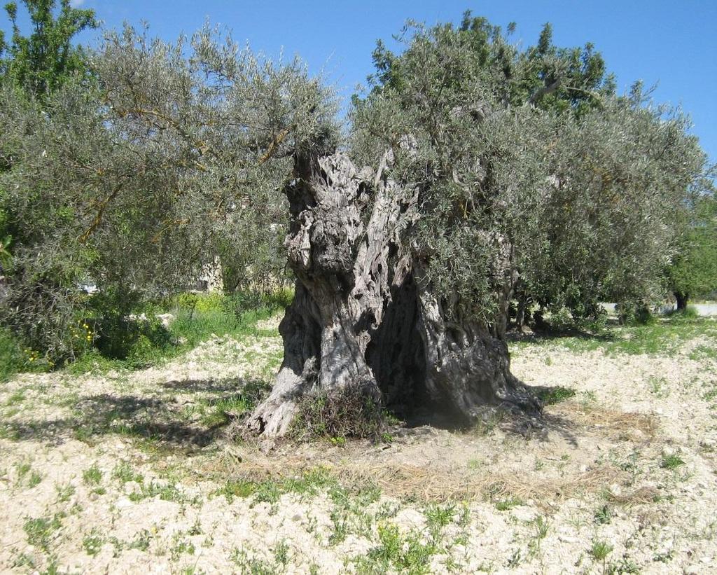 Εκπαίδευση για την αειφόρο