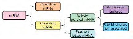 mirnas και διάγνωση του καρκίνου Πρόκληση στη διάγνωση του καρκίνου είναι η εφαρμογή μη-επεμβατικών εργαλείων, η οποία έχει οδηγήσει σε αυξημένο ενδιαφέρον για την ενσωμάτωση κυκλοφορούντων
