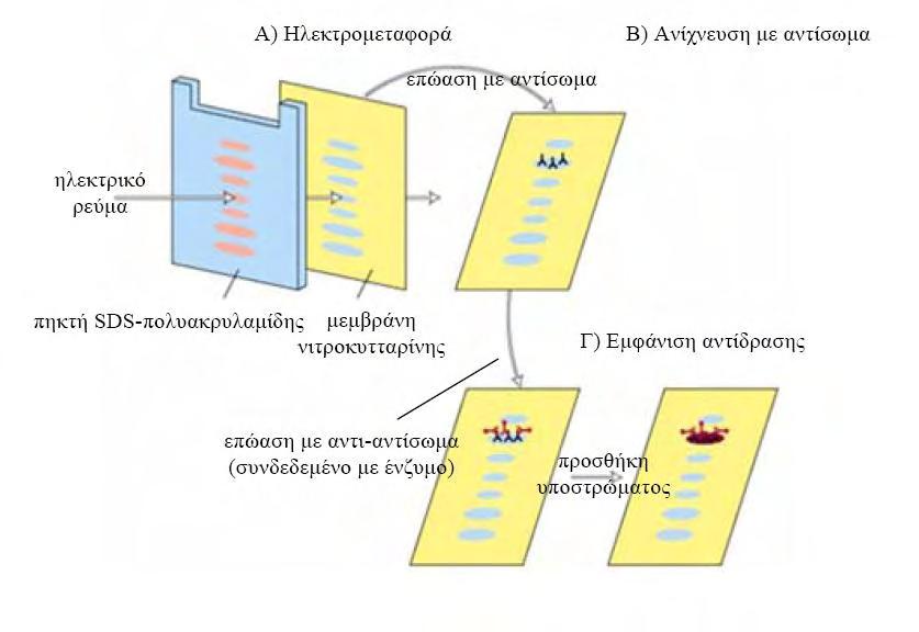 παράγει έντονο φως (συγκεκριμένα ως αποτέλεσμα οξείδωσης της λουμινόλης από την υπεροξειδάση),