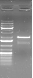 ΑΠΟΤΕΛΕΣΜΑΤΑ 4.1. Αλληλούχιση του DNA του μεταλλάγματος PARN E30A Το πλασμίδιο pet-33 b, μετά την στοχευμένη μεταλλαξιγένεση για την σύνθεση του μεταλλάγματος PARN Ε30Α (βλέπε Ενότητα 3.1.), αποστάλθηκαν για αλληλούχιση.