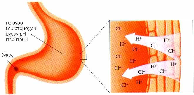 Σε όξινο περιβάλλον η ισορροπία μετατοπίζεται προς τα αριστερά, πράγμα που σημαίνει ότι η αιμογλοβίνη δε μπορεί να συγκρατήσει σταθερά το Ο 2, ενώ σε βασικό περιβάλλον η ισορροπία μετατοπίζεται