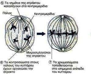 με τη μορφή των αδελφών χρωματίδων έχει το μεγαλύτερο βαθμό συσπείρωσης.