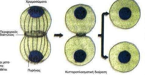 μίτωσης είναι το μεταφασικό χρωμόσωμα.
