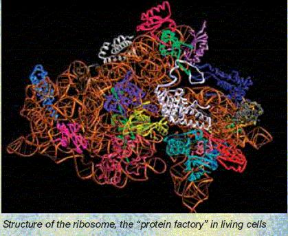 Analysis of Cell structures Structure of a Ribosom Ribosomen are responsible for the protein