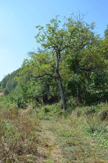 οικισμούς. Στο βουνό υπάρχουν ακόμα αρκετές Μονές και εκκλησίες (βλ. παρακάτω).