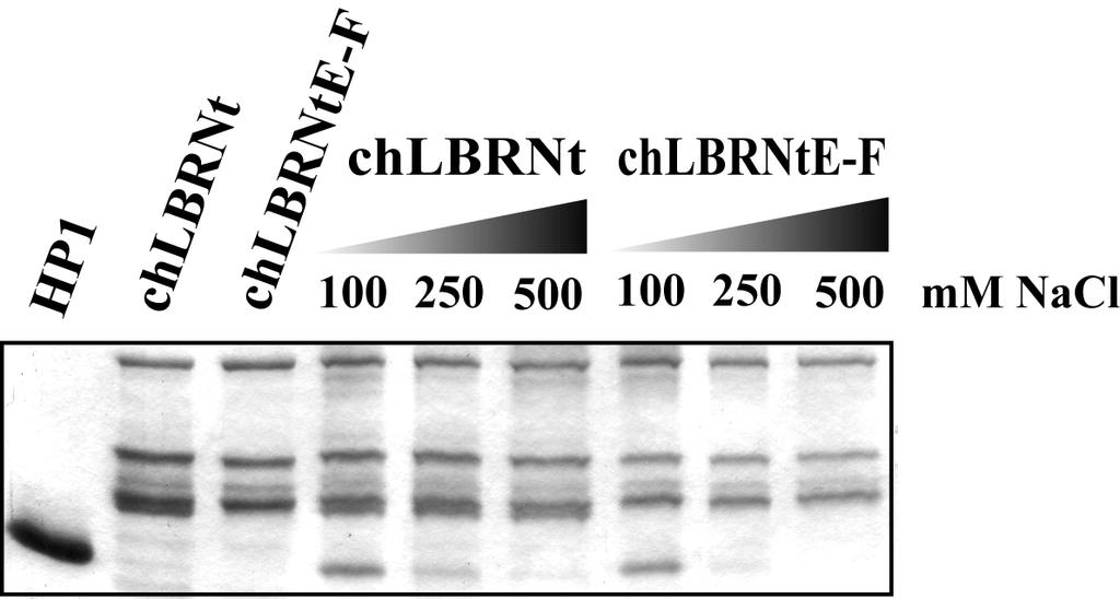 γλουταμινικό (hlbrntf E), παρουσία 100, 250 και 500 mm NaCl.