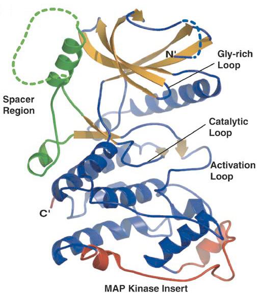 περιοχές της κινάσης (Nolen et al., 2001). Σχήμα Α.4. Κρυσταλλική δομή τύπου κορδέλας του μορίου της SRPK1ΔNS1 (Ngo et al., 2005).