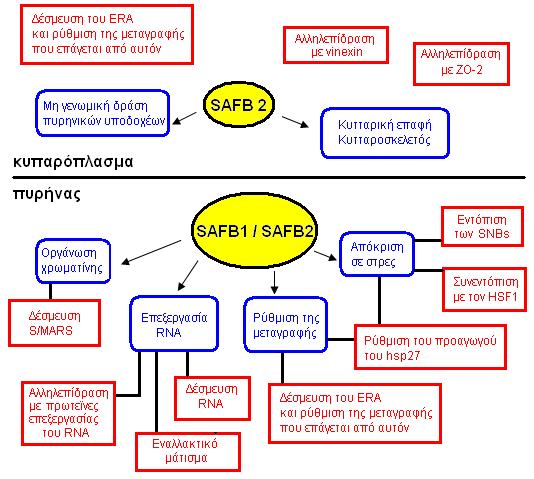 Receptor), VDR (Vitamin D Receptor), SF-1 (Steroidogenic factor), LHR-1 (Luteinizing Hormone Receptor) ανεξάρτητα από την παρουσία συνδέτη (Debril et al., 2005).