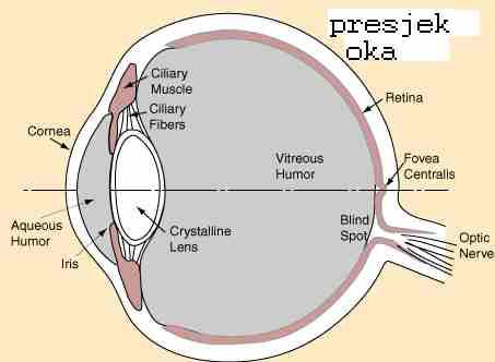 5..Akoodacija oka Oko ože dati sliku na režnici za predete koji su veoa udaljeni do bliske točke oka koja za zdravo oko iznosi oko 5 c.ta sposobnost oka naziva se akoodacija oka.