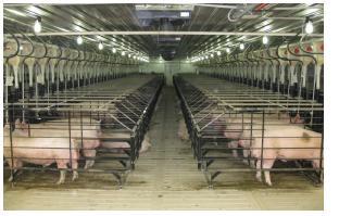ΥΟΙΡΟΜΗΣΔΡΑ GP 1065(L03 x L08) ΒΑΙΚΑ ΥΑΡΑΚΣΗΡΙΣΙΚΑ ηαζεξνπνηεκέλν πβξίδην LW θαη (ιεπθνύ) DUROC