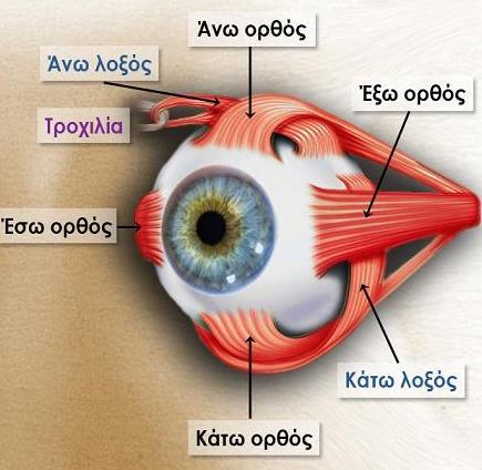 Το σύστημα της Όρασης μέσα στον οφθαλμικό κόγχο, που σχηματίζουν τα οστά του κρανίου.