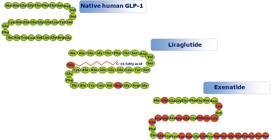 GLP-1 & αγωνιστές του GLP-1 Ανθρώπινο GLP-1 Ποσοστό ασθενών με αύξηση αντισωμάτων 97% ομόλογο με την αλληλουχία αμινοξέων του ανθρώπινου GLP-1 53% ομόλογο με το ανθρώπινο GLP-1 Liraglutide Exenatide