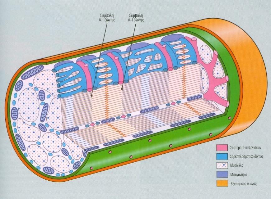 Εικόνα 12: Σχηματική παράσταση της δομής των σκελετικών μυών (13) Μέσα στο σαρκόπλασμα υπάρχει επίσης κι ένα εκτεταμένο ενδοπλασματικό δίκτυο, το οποίο στην περίπτωση της μυϊκής ίνας