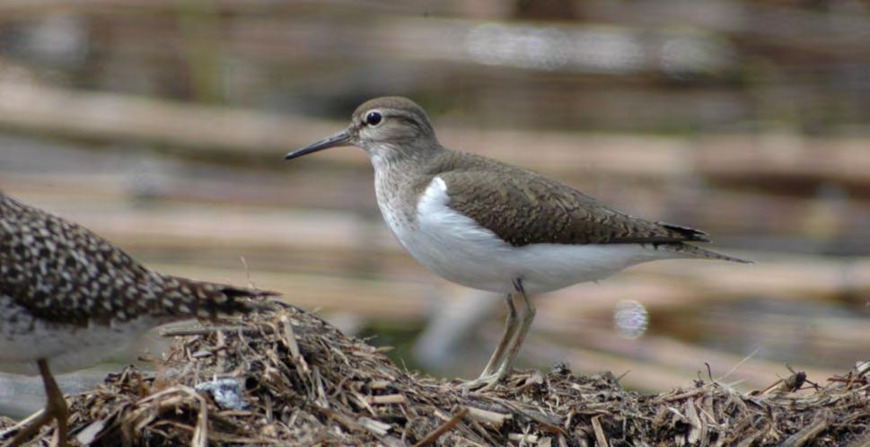 Τάξη: Charadriiformes (Χαραδριόµορφα) Οικογένεια: Scolopacidae (Σκολόπακες) Είδος: Actitis hypoleucos (Ποταµότρυγγας) Γνωρίσµατα: Παρυδάτιο πουλί στο µέγεθος (20εκ.