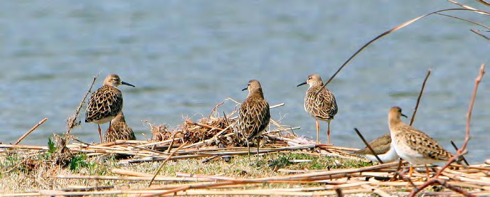 Τάξη: Charadriiformes (Χαραδριόµορφα) Οικογένεια: Scolopacidae (Σκολόπακες) Είδος: Philomachus pugnax (Μαχητής - Ψευτοµαχητής) Γνωρίσµατα: Μετρίου µεγέθους παρυδάτιο πουλί που παρουσιάζει φυλετικό