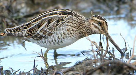 Τάξη: Charadriiformes (Χαραδριόµορφα) Οικογένεια: Scolopacidae (Σκολόπακες) Είδος: Gallinago gallinago (Μπεκατσίνι) Γνωρίσµατα: Παρυδάτιο πουλί (25εκ.) µε πολύ µακρύ, ίσιο ράµφος.