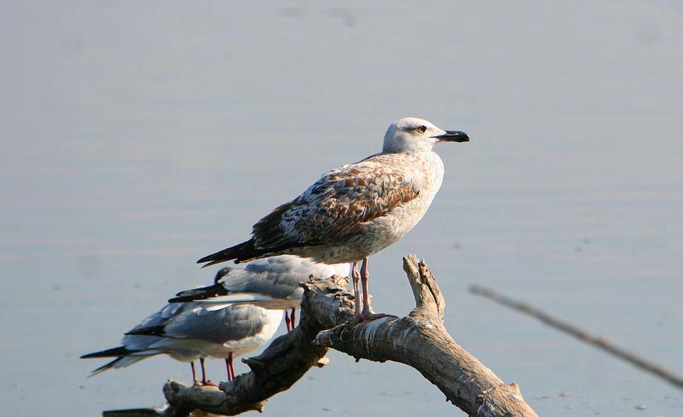 Τάξη: Charadriiformes (Χαραδριόµορφα) Οικογένεια: Laridae (Γλάροι) Είδος: Larus cacchinans (Ασηµόγλαρος) Γνωρίσµατα: Ο Ασηµόγλαρος ξεχωρίζει εύκολα από τον Καστανοκέφαλο Γλάρο λόγω του πολύ