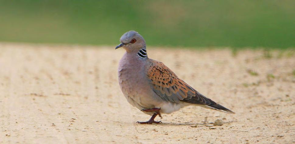 Τάξη: Columbiformes (Περιστερόµορφα) Οικογένεια: Columbidae (Περιστέρια) Είδος: Streptopelia turtur (Τρυγόνι) Γνωρίσµατα: Με µέγεθος περίπου 28εκ.