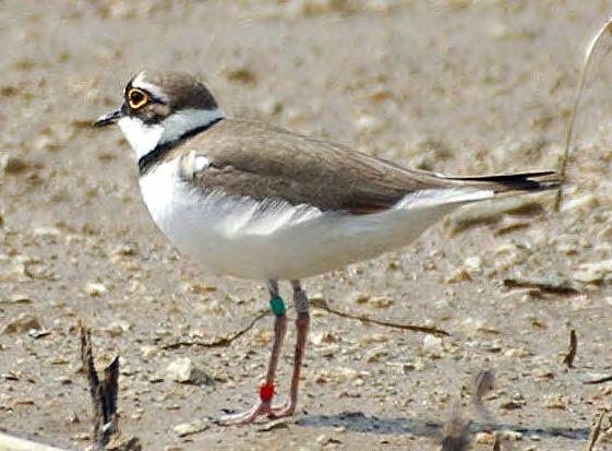 Τάξη: Charadriiformes (Χαραδριόµορφα) Οικογένεια: Charadriidae (Χαραδριοί) Είδος: Charadrius dubius (Ποταµοσφυριχτής) Γνωρίσµατα: Είναι ένα από τα µικρότερα παρυδάτια πουλιά µε µέγεθος 14-15 εκατοστά.