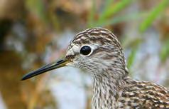 Τάξη: Charadriiformes (Χαραδριόµορφα) Οικογένεια: Scolopacidae (Σκολόπακες) Είδος: Tringa glareola (Λασπότρυγγας) Γνωρίσµατα: Παρυδάτιο πουλί µε µέγεθος (20εκ.