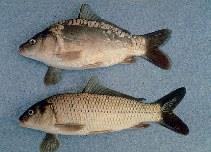 χαλικώδες υπόστρωμα. Δεν υπάρχουν πληροφορίες για τις τροφικές προτιμήσεις του είδους. Το συγγενικό είδος Barbus strumicae τρέφεται κυρίως με βενθικά μακροασπόνδυλα (Sapounidis et al. 2010).