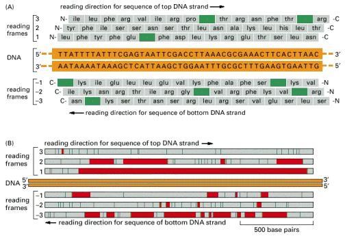 Η γνώση της αλληλουχίας των βάσεων του DNA επιτρέπει τον προσδιορισμό των περιοχών που κωδικοποιούν πρωτεΐνες Φορά διαβάσματος της αλληλουχίας της πάνω αλυσίδας του DNA πλαίσια ανάγνωσης DNA πλαίσια