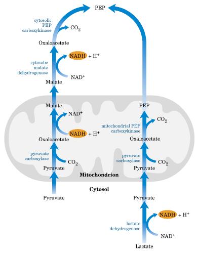 La Gliceroneogénesis es una versión abreviada de la gluconeogénesis G3P G3P DH DHAP PEP PEP Carboxiquinasa PEP OAA Piruvato Carboxilasa PIRUVATO 35 CICLO DEL