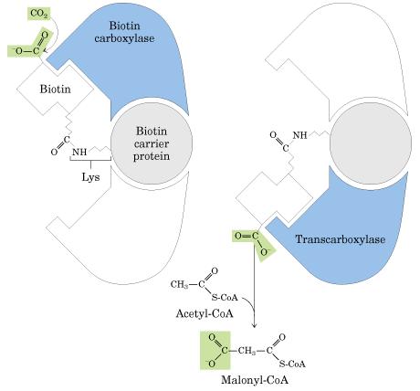 La carboxilasa de mamíferos es una proteína con tres dominios funcionales Biotina carboxilasa Biotina PPB PPB transcarboxilasa PPB- Proteína portadora de biotina MALONIL CoA 7 REACCIONES QUIMICAS DE