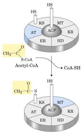 La -ACP transacetilasa transfiere un acetilo a una cisteína del dominio con actividad sintasa