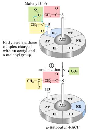 Reacción de condensación catalizada por la cetoacil sintasa Malonil CoA