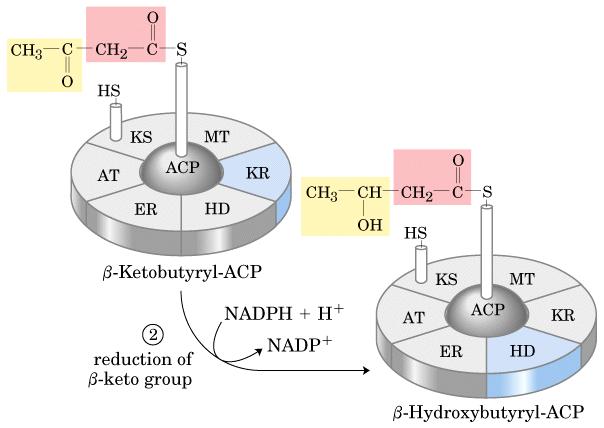Condensación β- cetobutiril-acp 13 Reducción del grupo ceto (reductasa de β