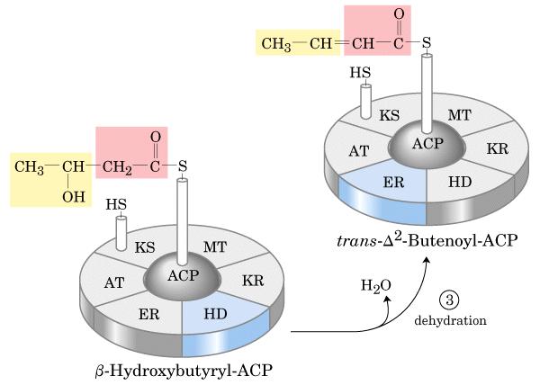 Deshidratación Trans 2 - butenoil-acp