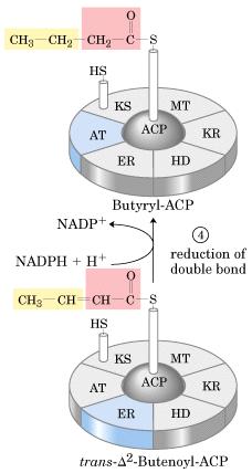 Hidrogenación del doble enlace ( Enoil ACP